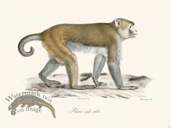 Cuvier 371 Male Vervet